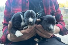 Puppies at 1 week