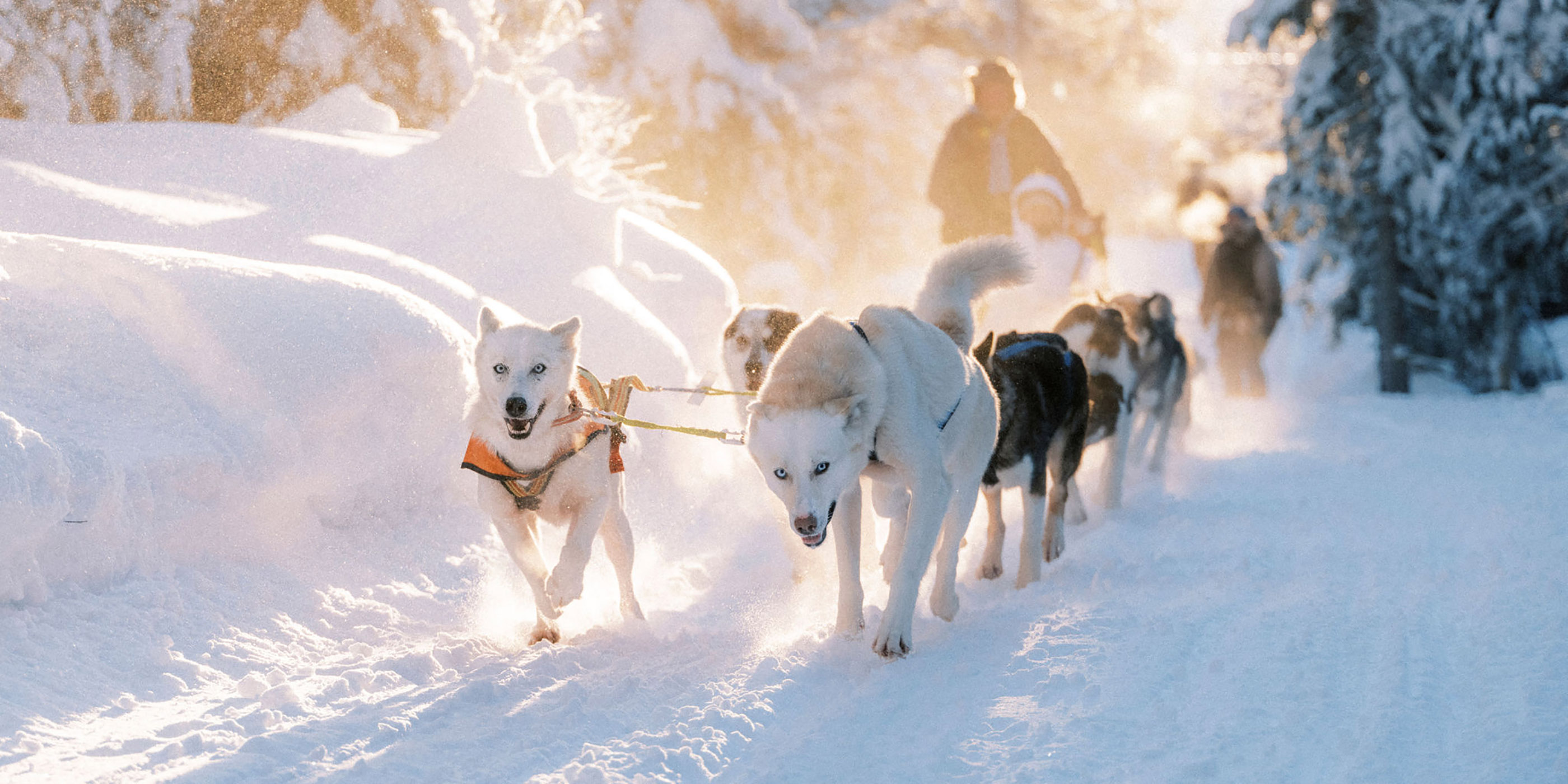 GO outdoors - Dog Sledding Sweden